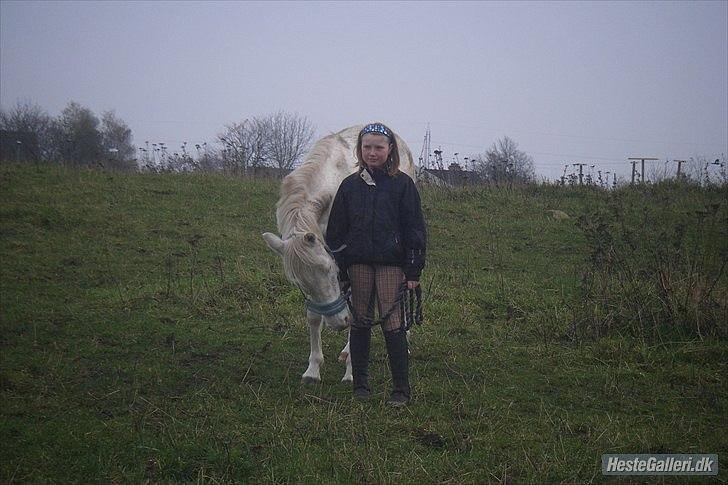 Knabstrupper Araber l Stella SOLGT ! billede 5