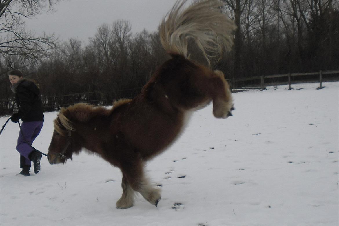 Shetlænder Snefnug(passepony) - Bukker godt nok højt af en shettere at være!!:D billede 9