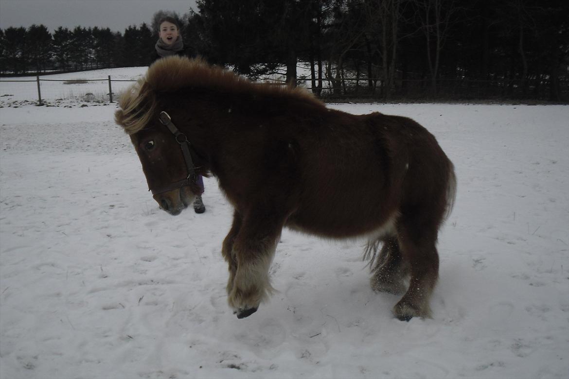 Shetlænder Snefnug(passepony) - Vildhesten!!:D billede 10
