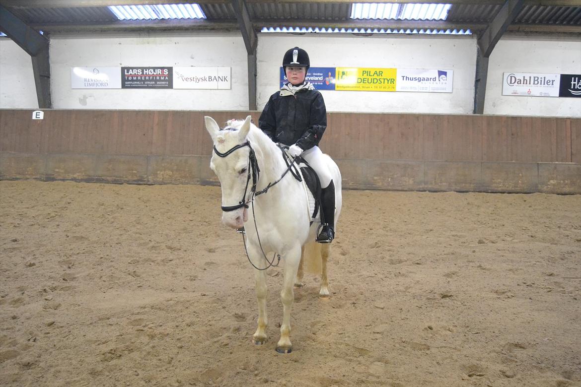 Knabstrupper Araber l Stella SOLGT ! billede 7