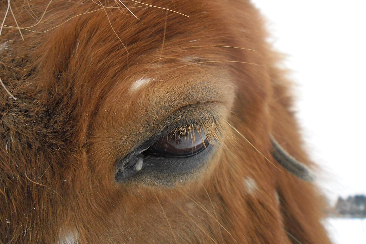 Shetlænder Snefnug(passepony) - Et sødt øje!<3<3 billede 11