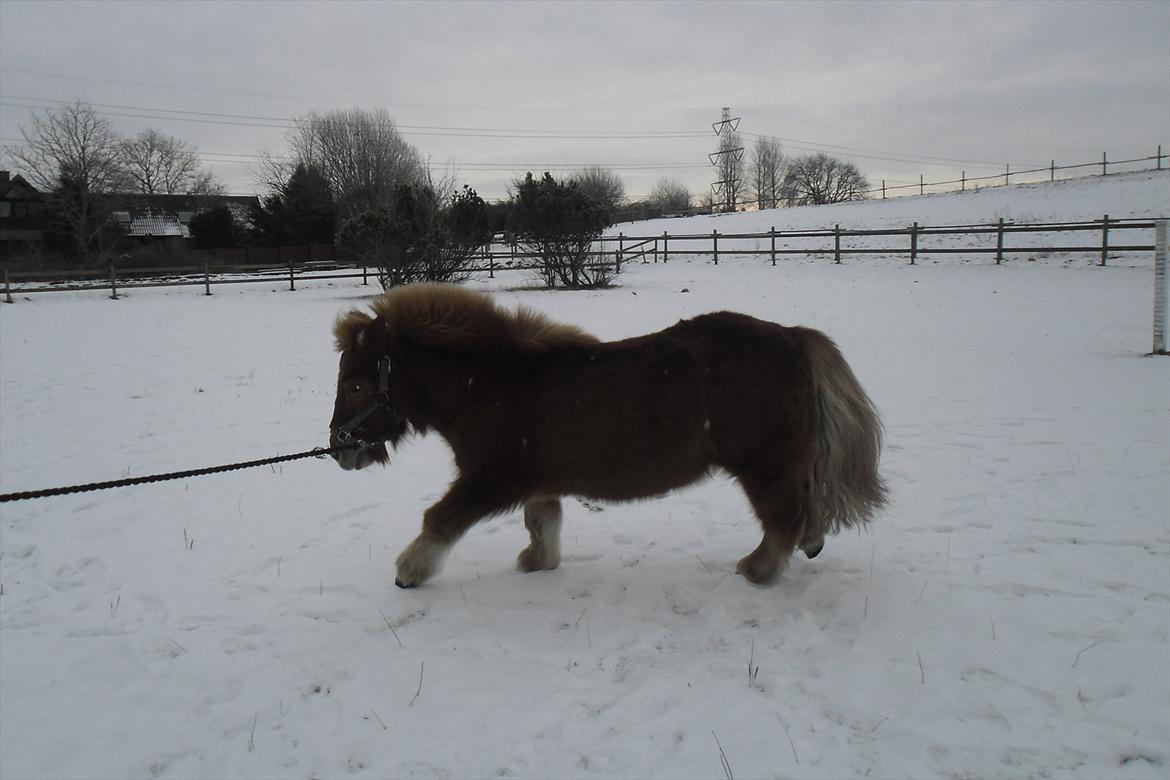 Shetlænder Snefnug(passepony) - Galop!:D billede 12