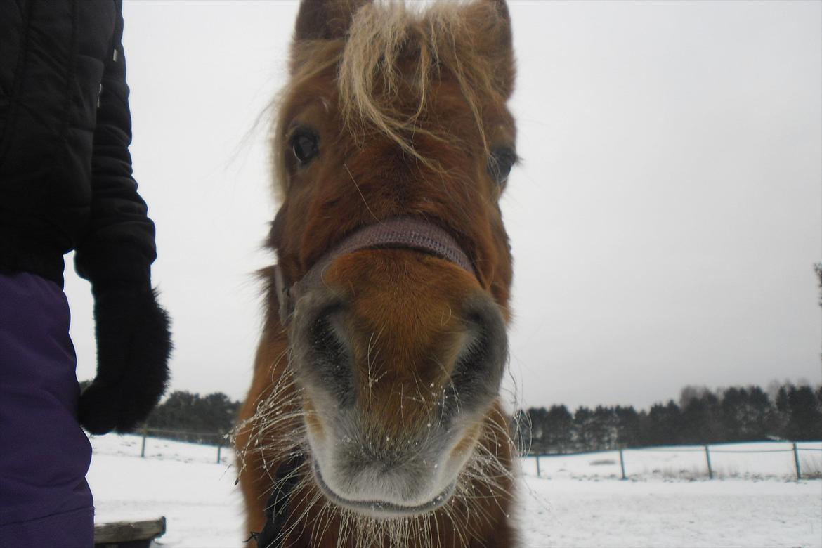 Shetlænder Snefnug(passepony) - Smukke-dyret:D<3 billede 13
