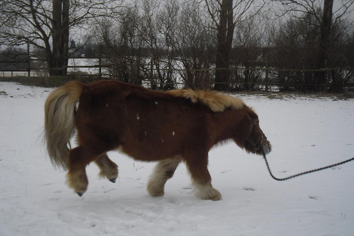 Shetlænder Snefnug(passepony) - Hopla!:P billede 14