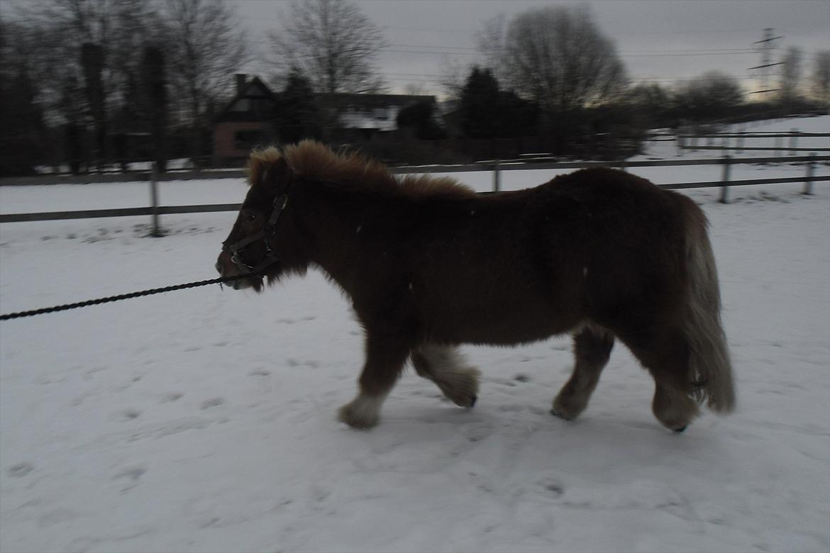 Shetlænder Snefnug(passepony) billede 15