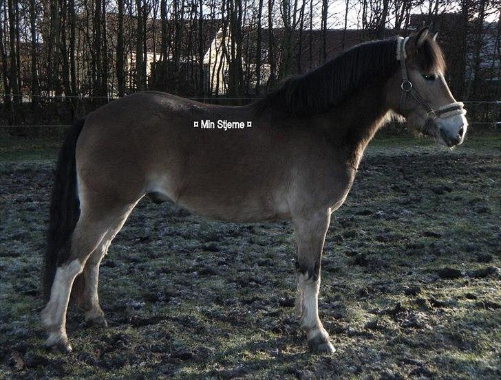 Anden særlig race Fernando - Min pony! - tilsalg <3 billede 18