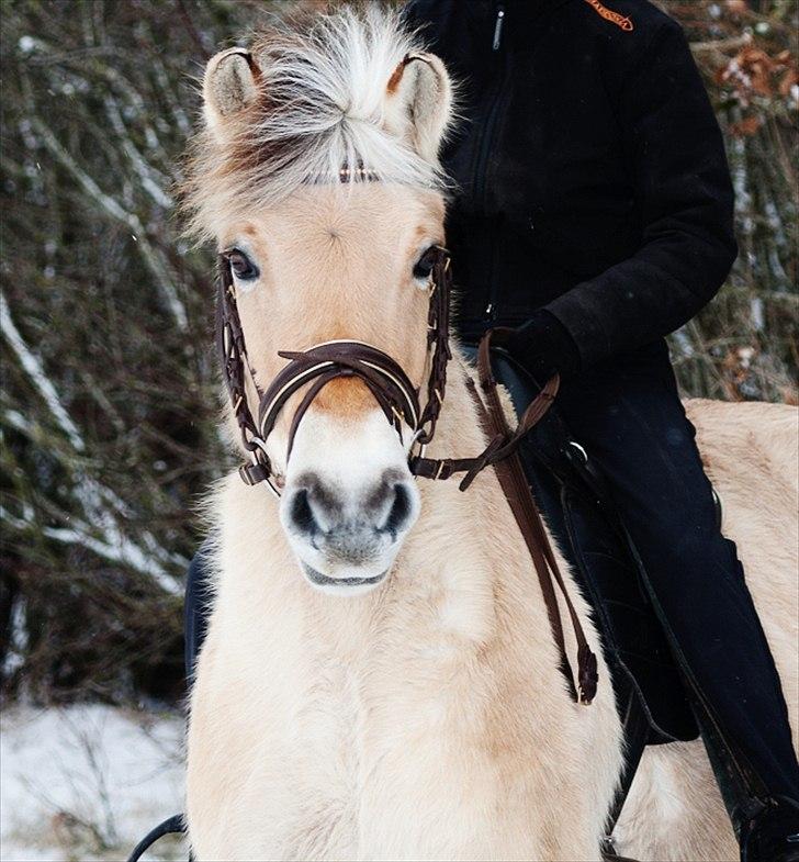 Fjordhest Fie  SAVNET billede 2