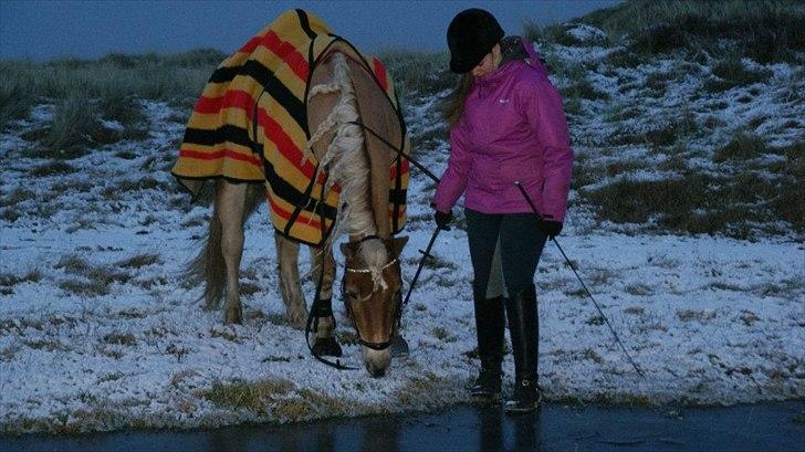 Tyroler Haflinger Bounty Brohus *Tosse* - fotograf: nanna juulsgaard poulsen:-) billede 7