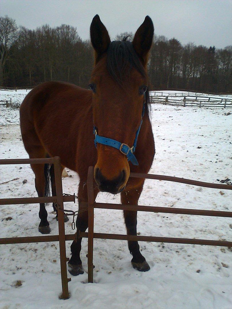 Traver Magic one - folden:) billede 9