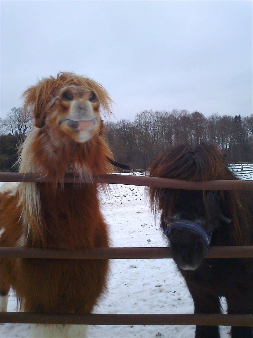 Shetlænder Fredag - Fredag sammen med Tullemor:) billede 8