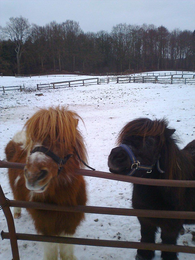 Shetlænder Fredag - -er vi ikk bare søde? billede 9