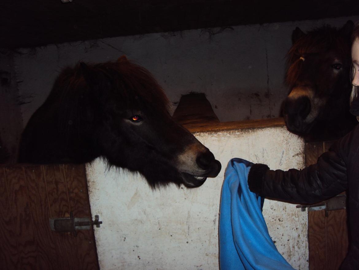 Islænder Kolfaxi fra Midtgaard - kan det spises billede 2
