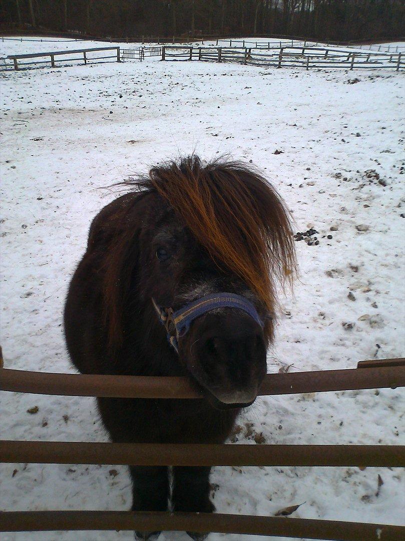 Shetlænder Fredag - ser lidt træt ud? -er du træt af at jeg tager billeder af dig? haha billede 10