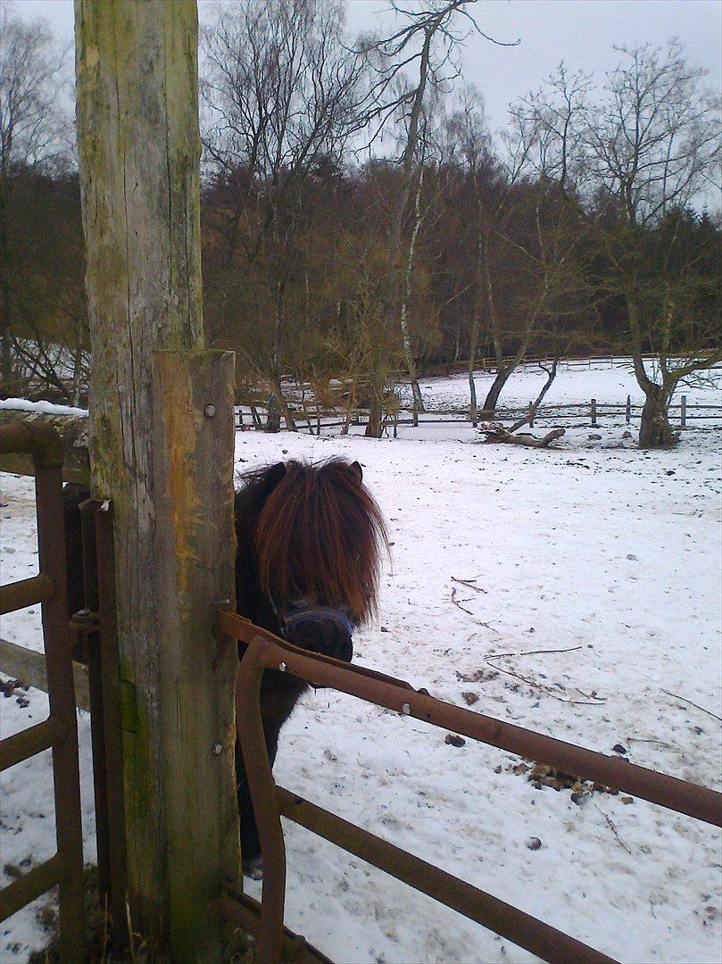 Shetlænder Fredag - nurrh Fredag gemmer sig bag stolpen...:)

+plus han har ørene fremme!!! billede 11