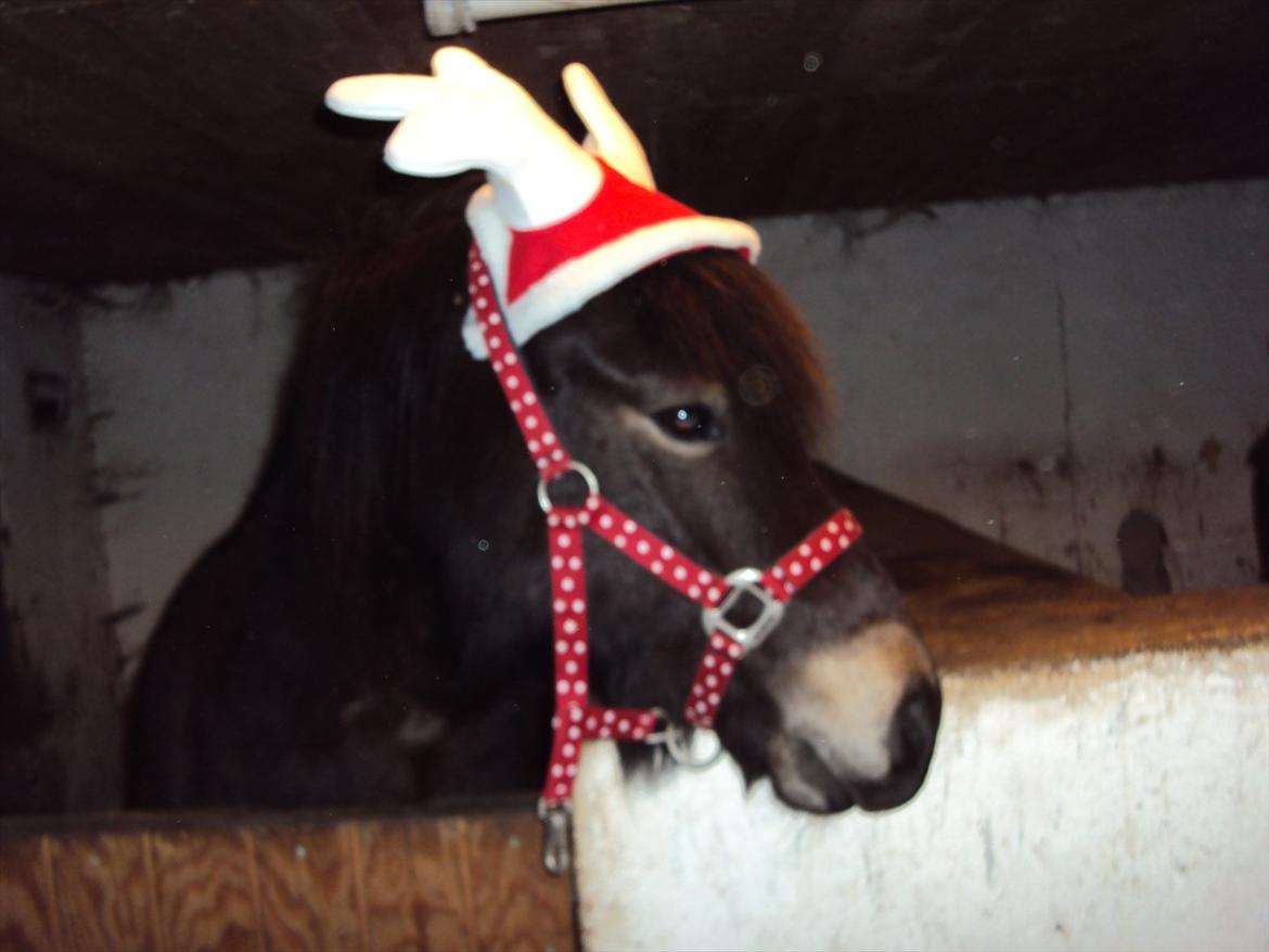 Islænder Kolfaxi fra Midtgaard - dejlige kolfaxi billede 3