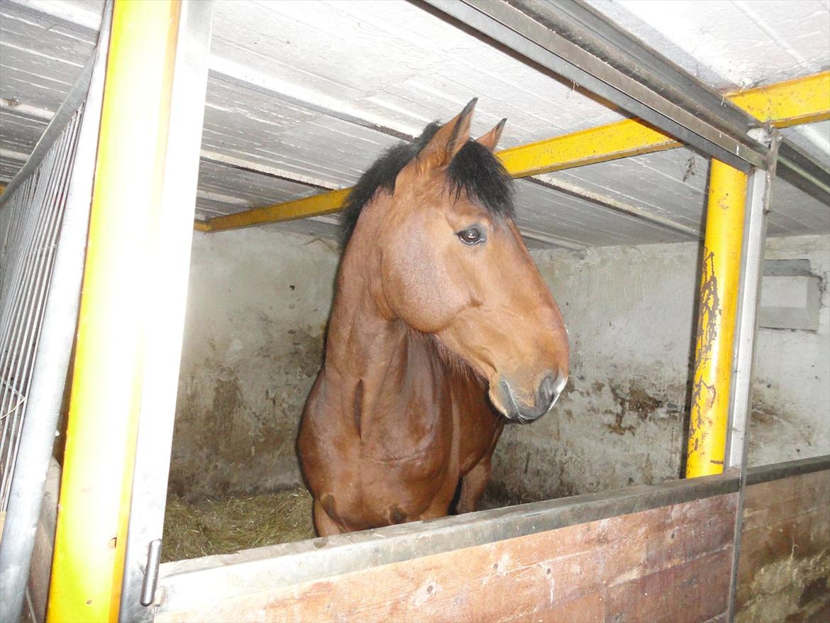 Dansk Varmblod Largo billede 18