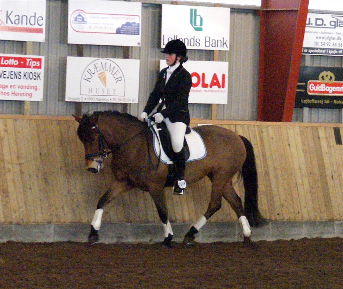 New Forest | Lundemarksgårds Saga - C-stævne NOR - LB1 til 65% og LB2 til 66% <3 SE OGSÅ FOTOALBUM! - to 1. pladser!  - Foto: Sanne Dahlin billede 4