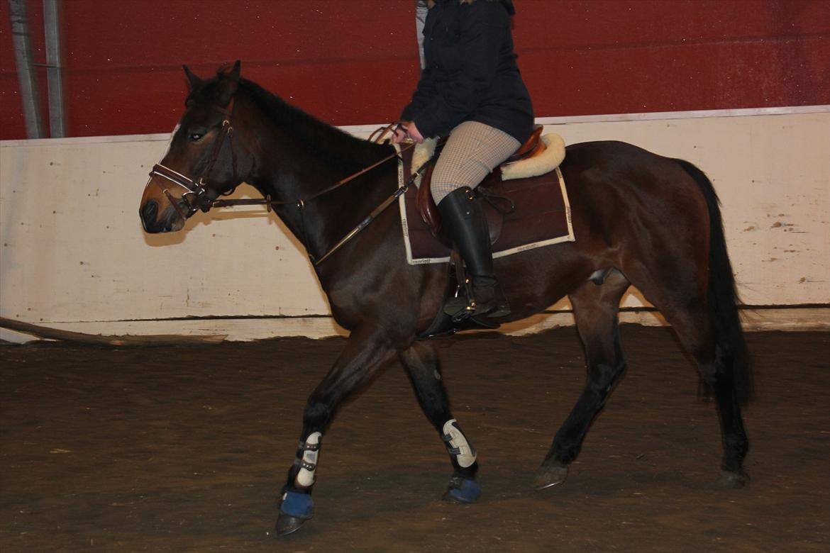 Norsk Sportspony Electric Crescendo (Cresco) - 2. gang jeg rider ham :-)  billede 2