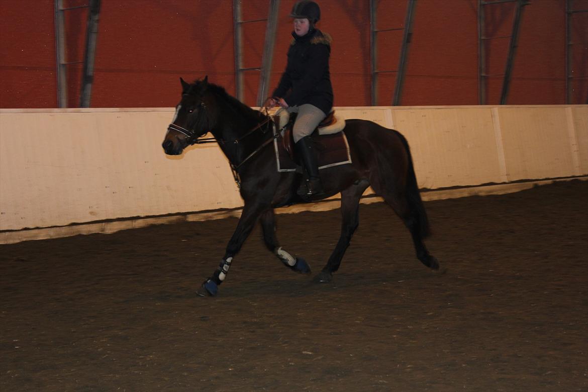 Norsk Sportspony Electric Crescendo (Cresco) - 2. gang jeg rider ham  billede 3