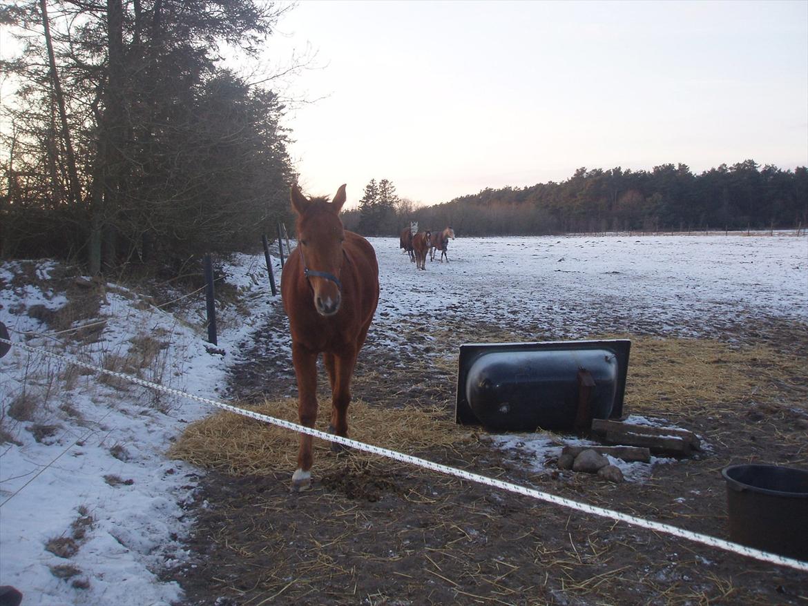 Dansk Varmblod lopez billede 5