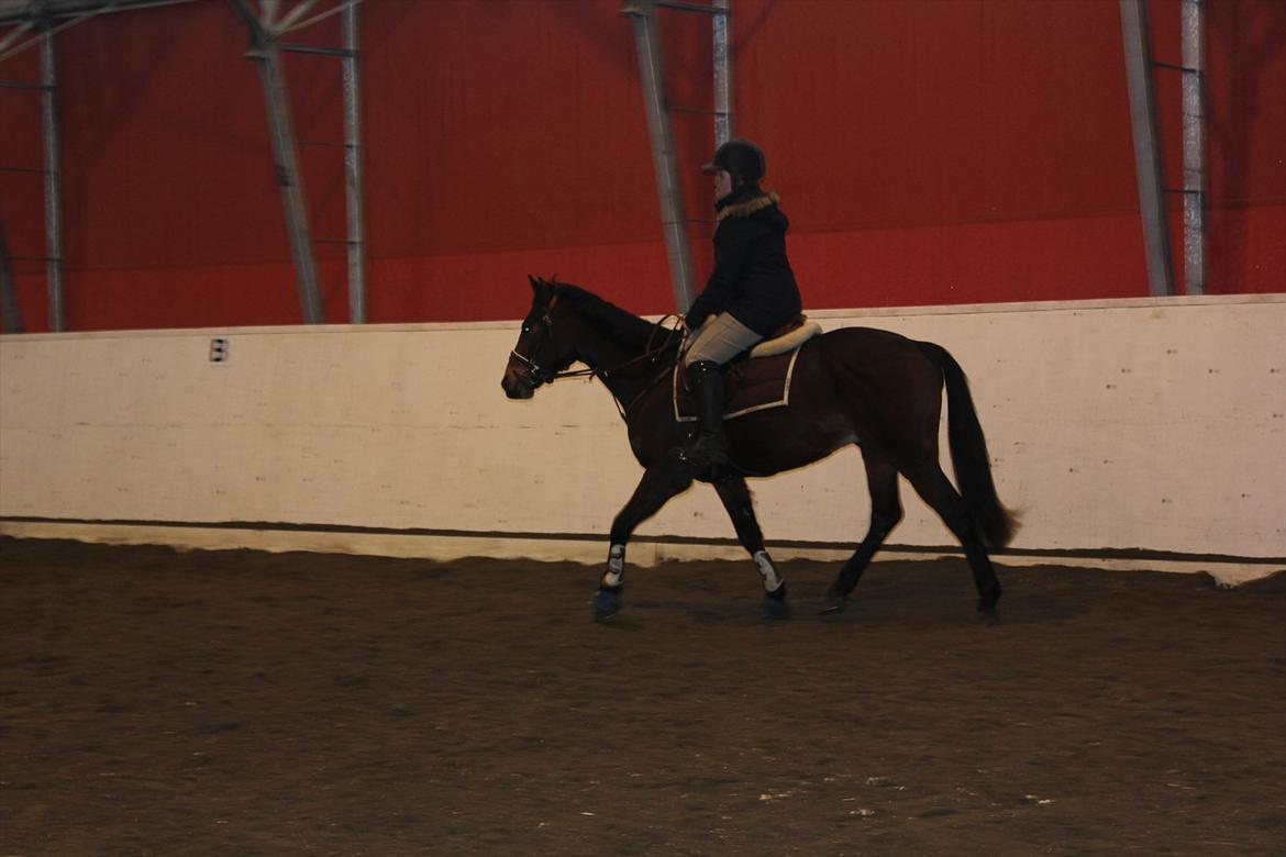 Norsk Sportspony Electric Crescendo (Cresco) - 2.anden gang jeg rider ham  billede 4