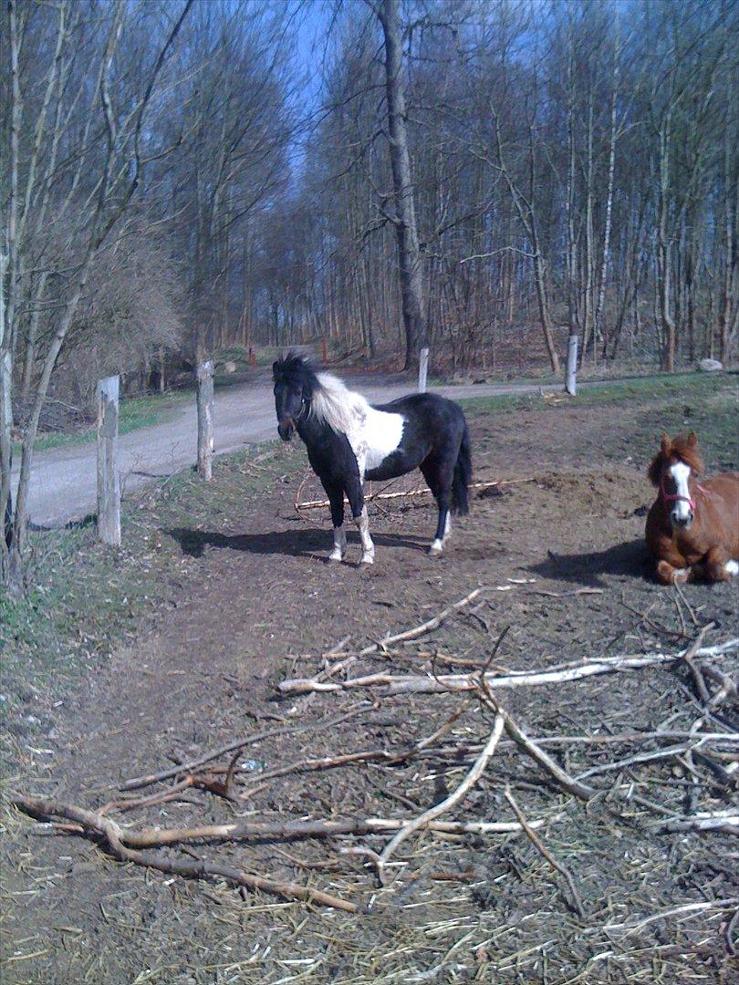 Pinto Lillefyr Part:-) billede 3