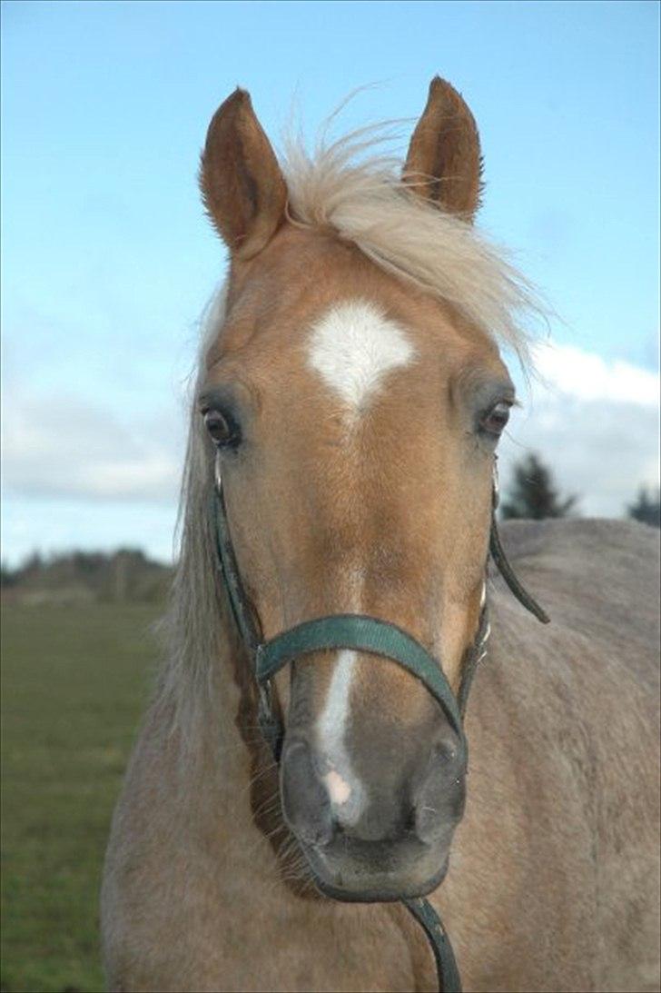 Anden særlig race Comet.<3 - Lille ponyskat.<3 billede 17