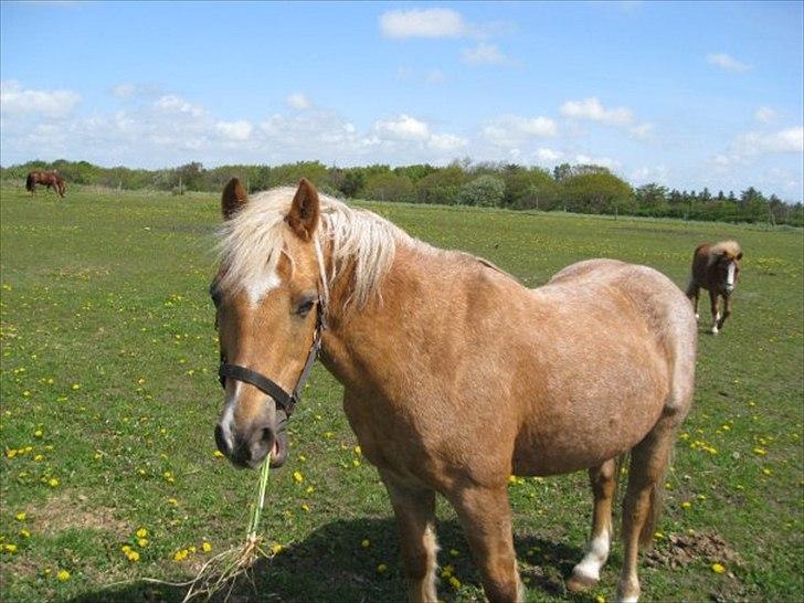 Anden særlig race Comet.<3 - Søde Comet .. Billedet står hjemme i stuen.:-') billede 18