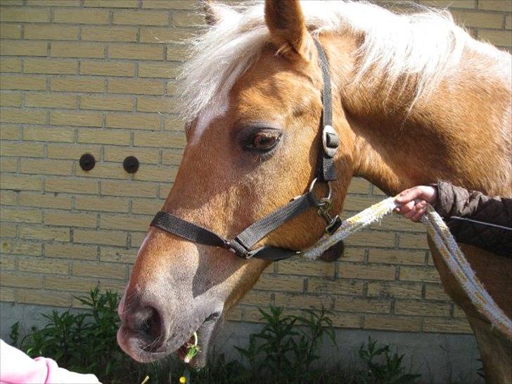 Anden særlig race Comet.<3 - Første gang jeg græssede med ham. Han  var så sød der, han trak ikke afsted med mig. Men det gør han nu, tsh. ILY billede 19