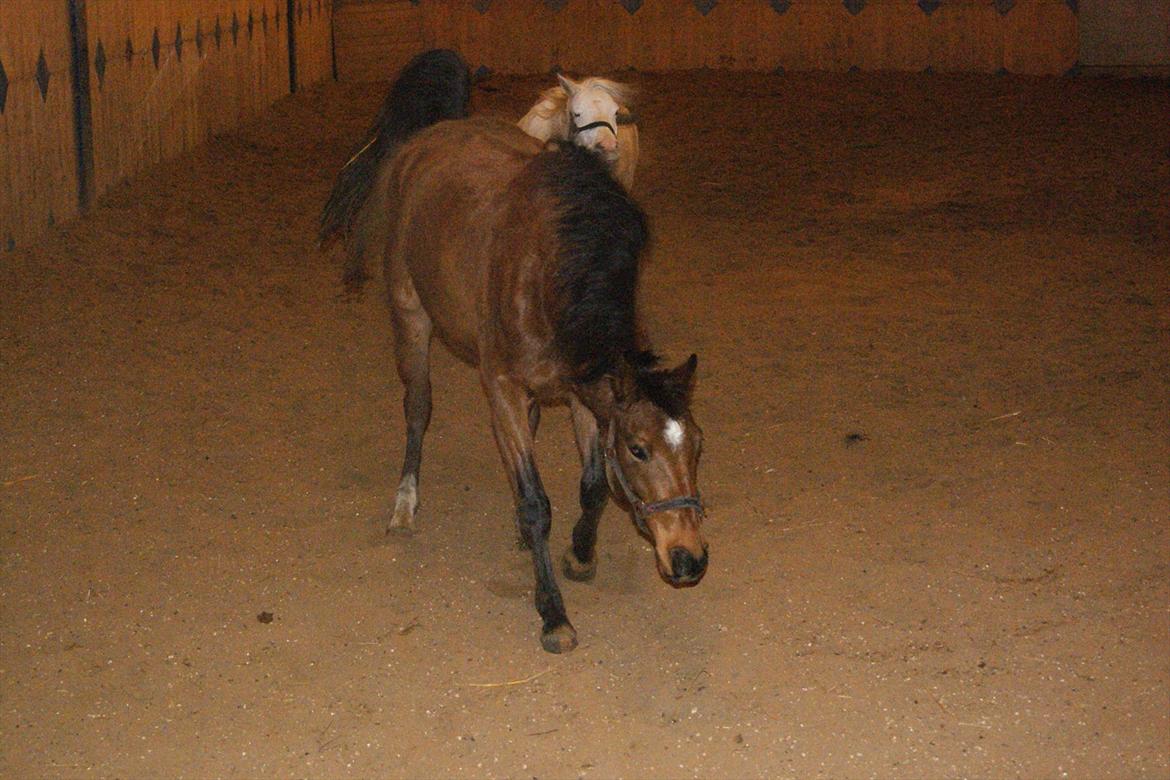 DSP Bohøjgårds Noki<3 - -Efter rulle tur:D
„Det du leger ind i hesten, vil den frivilligt gøre igen. Det du tvinger ind i den, skal du tvinge den til at gøre igen.“ billede 6