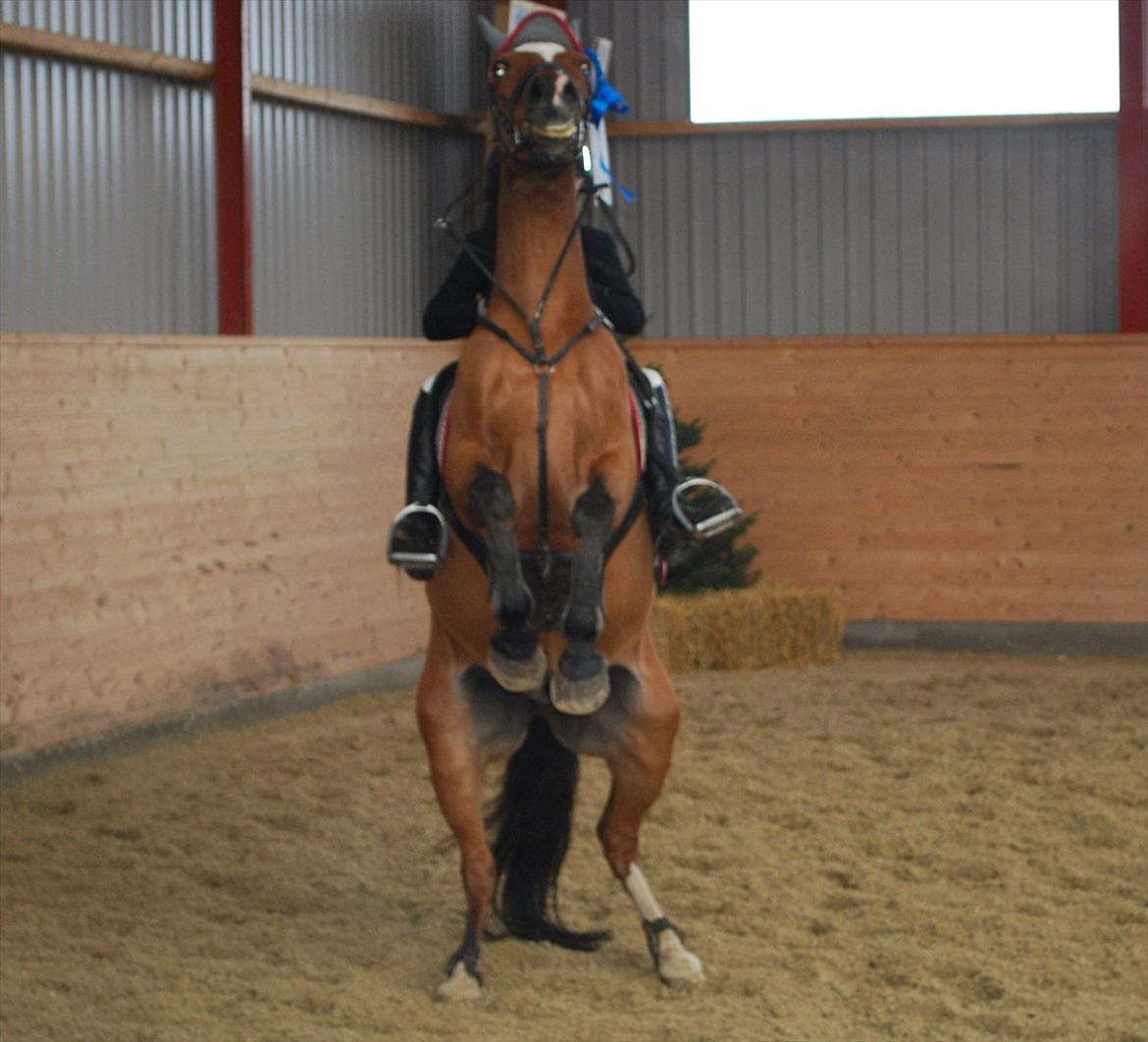 New Forest Kolbrie Prince Romeo - Når man er stolt af at blive nummer 2 ud af 69. :D Min dejlige dreng billede 20