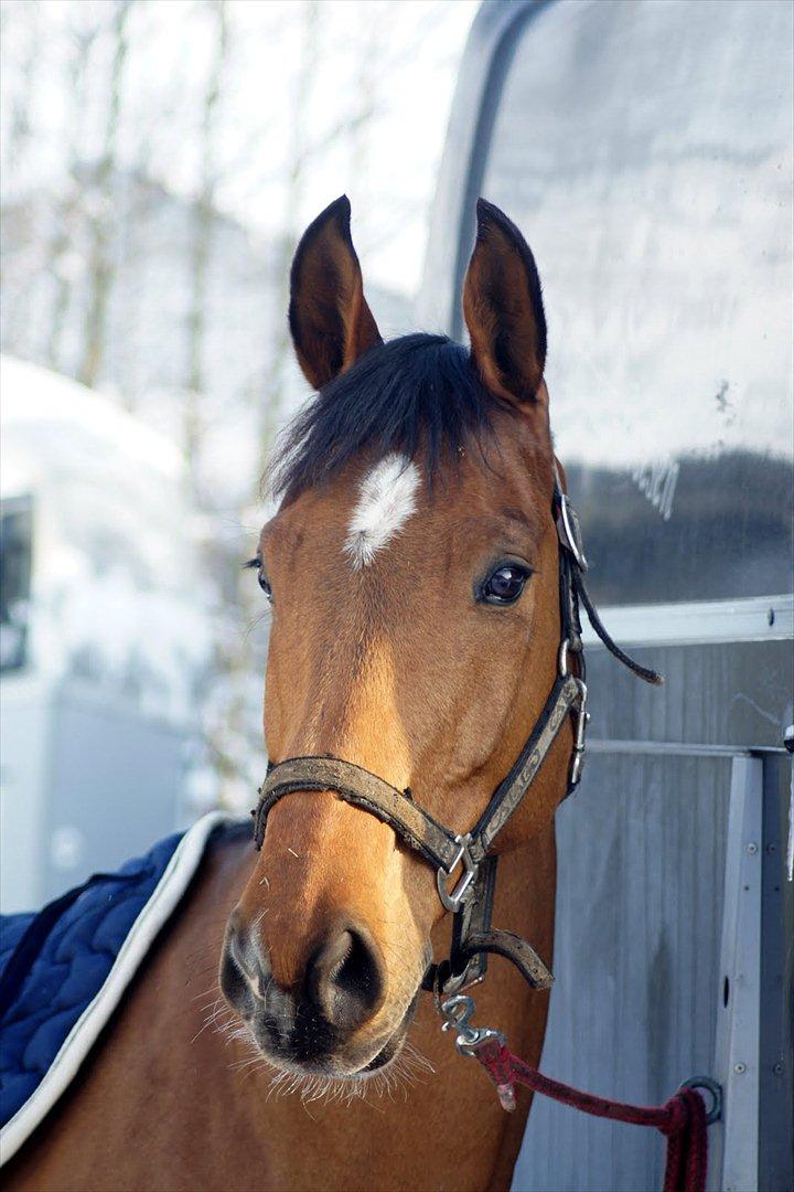 Hollandsk Varmblod Troy-T RIP D. 10/6-2013 - Smukke
 billede 11