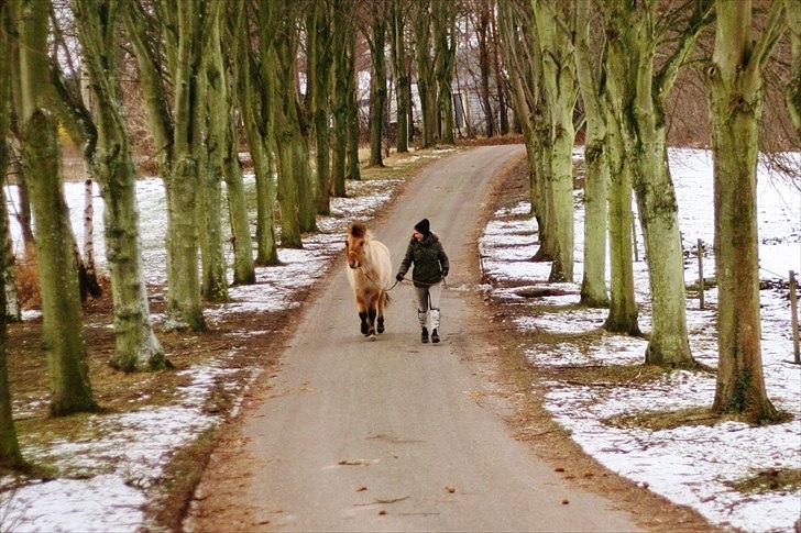 Anden særlig race Sexy Lover - d. 11/2 -12 Mig og Lover løber op af allén <3 billede 10