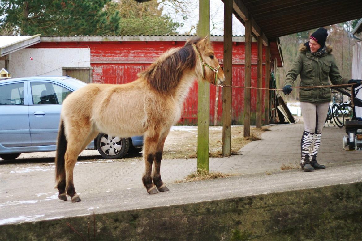 Anden særlig race Sexy Lover - d.11/2 -12 Træner lidt rampe <3 billede 11