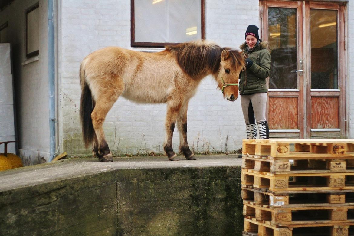 Anden særlig race Sexy Lover - d.11/2 -12 Org der er langt ned !!! billede 12