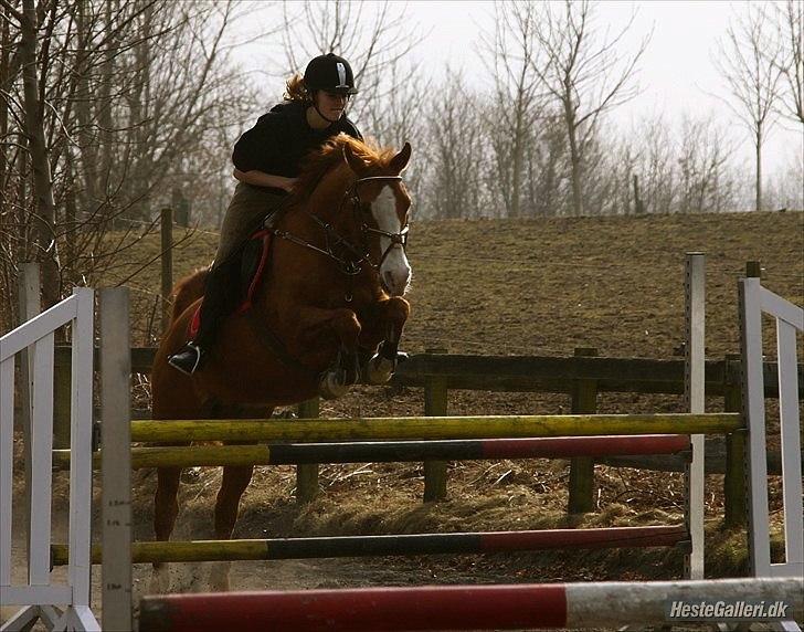 Arabisk fuldblod (OX) Lavina ox *den bedste* - 1,15m <3 billede 1