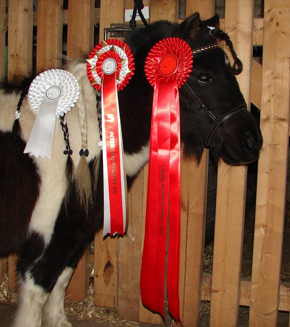 Dansk Miniature Pippi Langstrømpe - Pippi med sine enormt store rosette ( og 2 andre ) som hun vandt i "Bedste spring" bedømt af Linea Ericsson. Klassen blev bedømt på stil og teknik, så at Pippi vandt er jo helt fantastisk ;-) billede 18