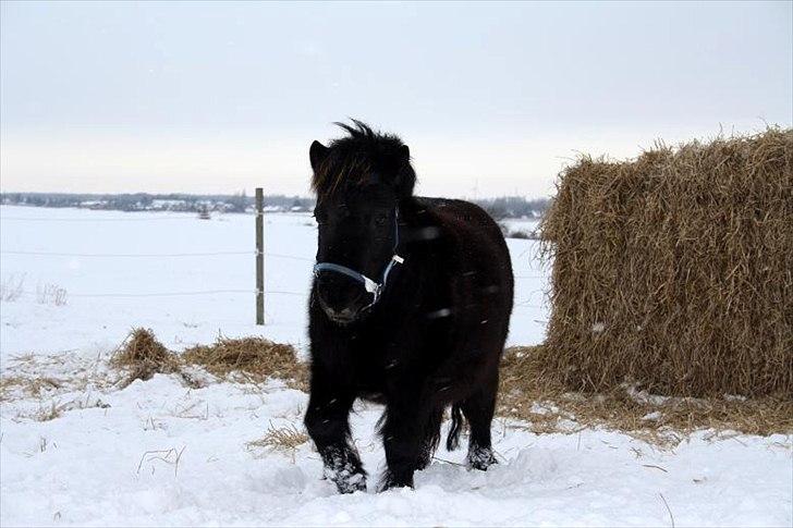Shetlænder Molly - ,, you are a dream to me " billede 8