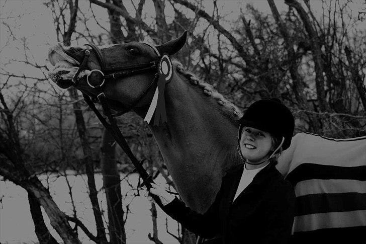 Welsh Cob (sec D) Mondetgårds Lady Duchess, sendt hjem :´( - foto: NB billede 1