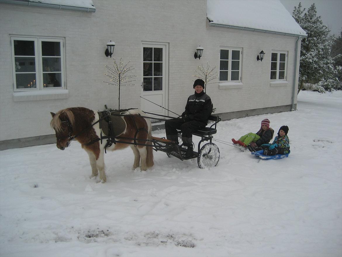 Shetlænder Little Star billede 8