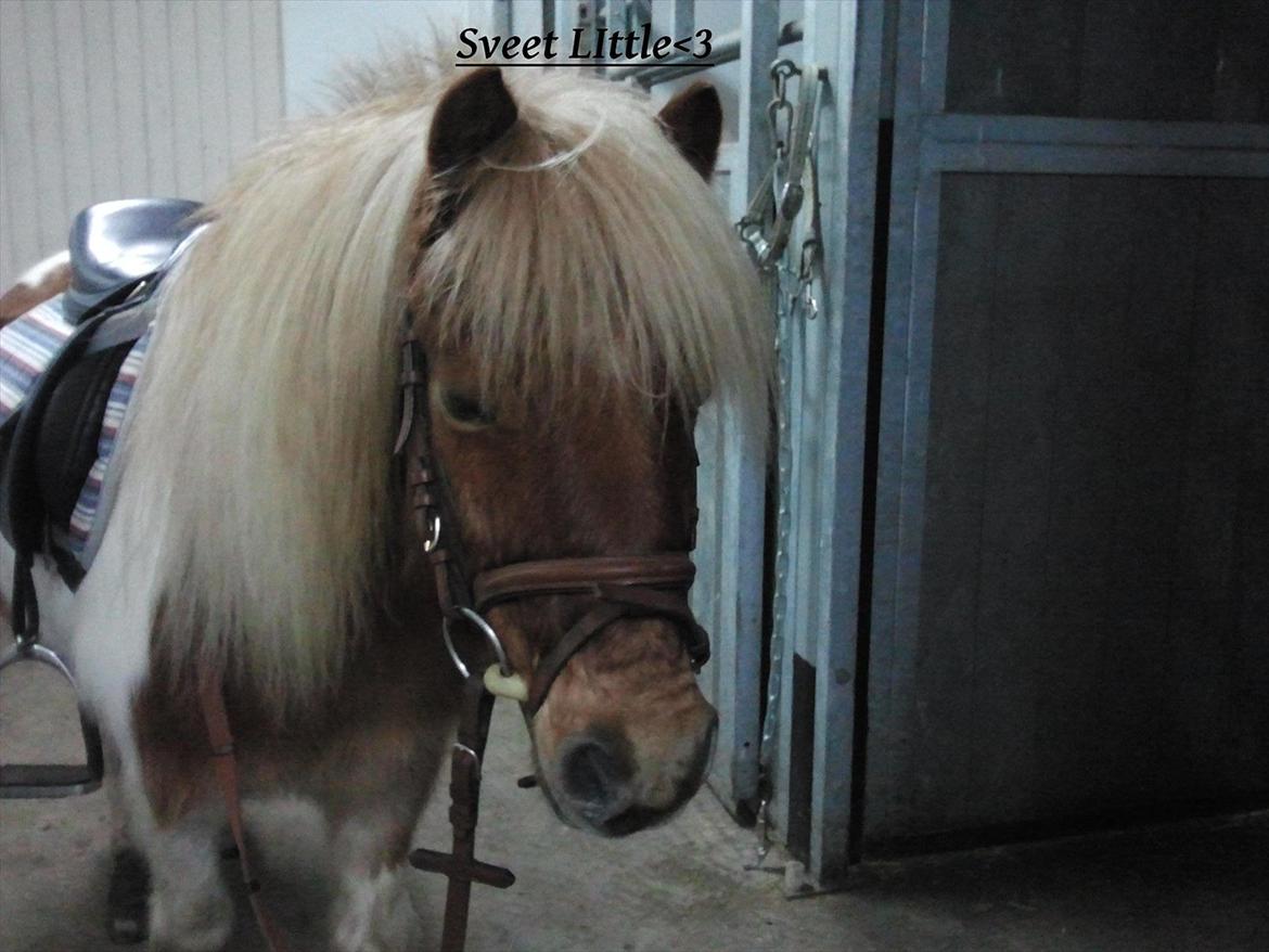 Shetlænder Little Star billede 5