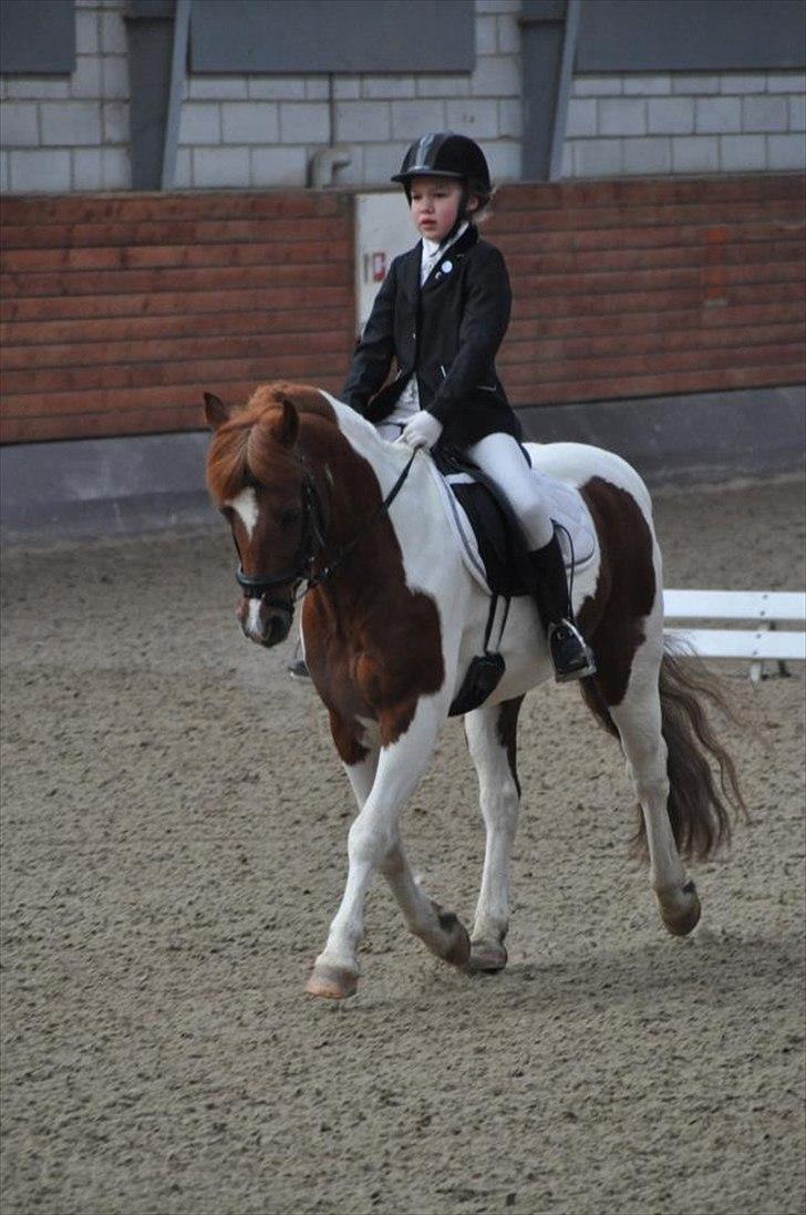 Anden særlig race Hidalgo - Super Pony!<3
LB2 - 67,31% - 1 Plads LA1- 66,90% - 2 Plads
Fotograf: Anne Brüning Wigh billede 5