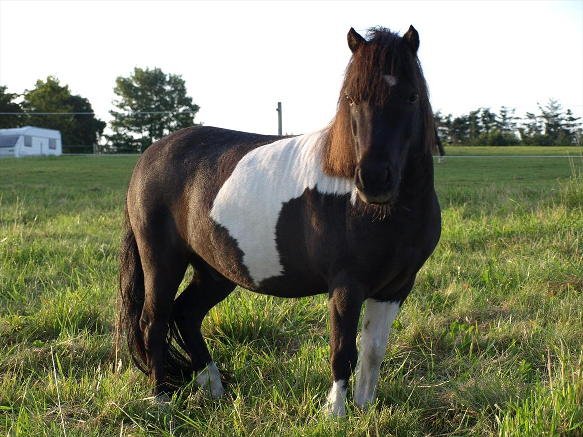 Shetlænder Concetto  (tidligere pony solgt) billede 1