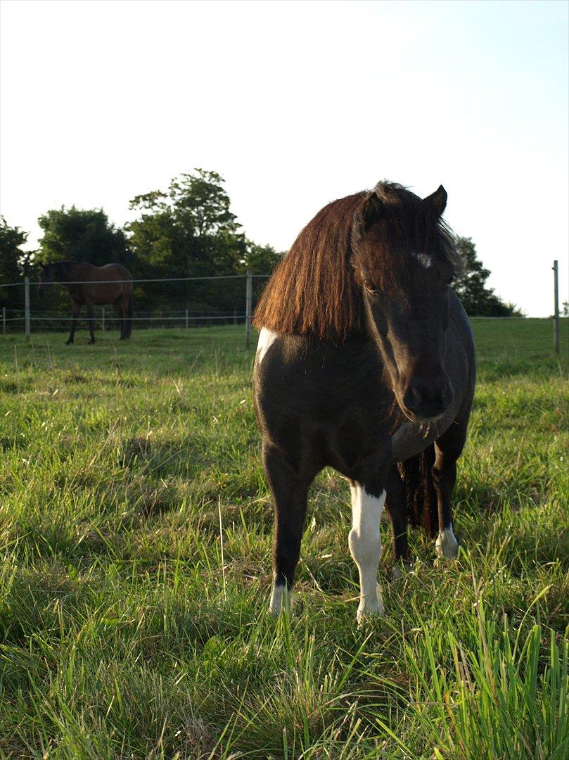Shetlænder Concetto  (tidligere pony solgt) billede 2
