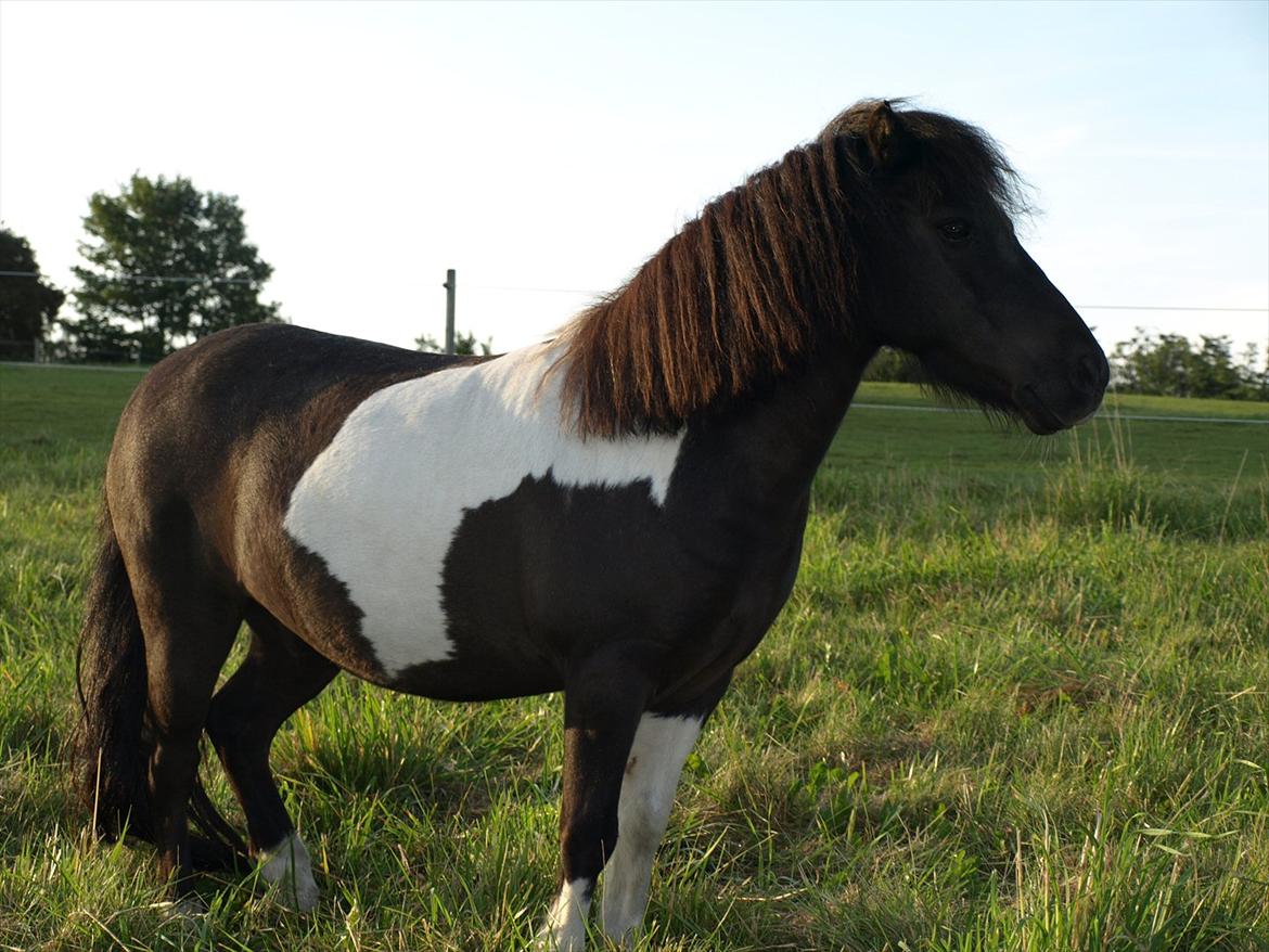 Shetlænder Concetto  (tidligere pony solgt) billede 3