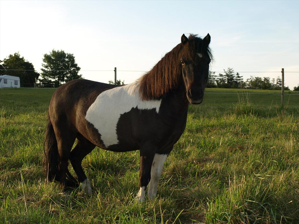 Shetlænder Concetto  (tidligere pony solgt) billede 4