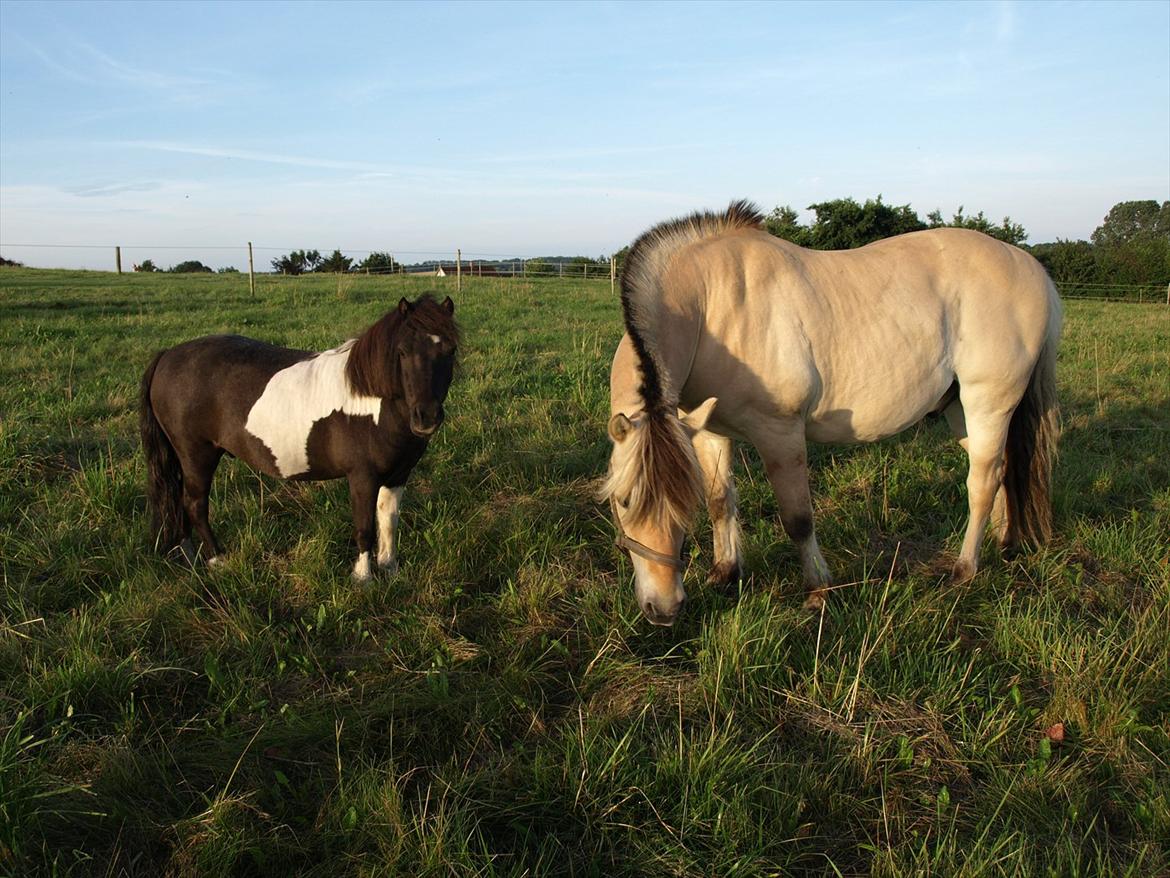 Shetlænder Concetto  (tidligere pony solgt) billede 5