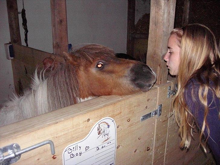 Shetlænder billy boy, my heart i:'<3 - første billede af os <3 billede 11