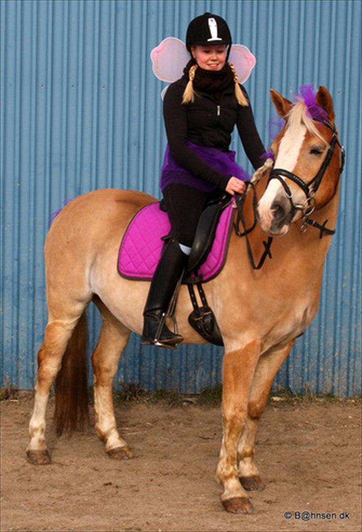 Tyroler Haflinger Flora-Fie billede 1