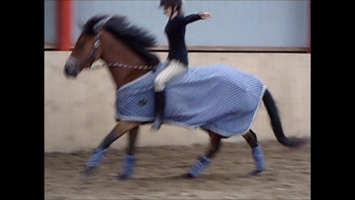 Anden særlig race Prinz billede 1